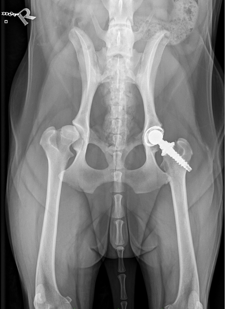Radiografia de prótese total de anca canina