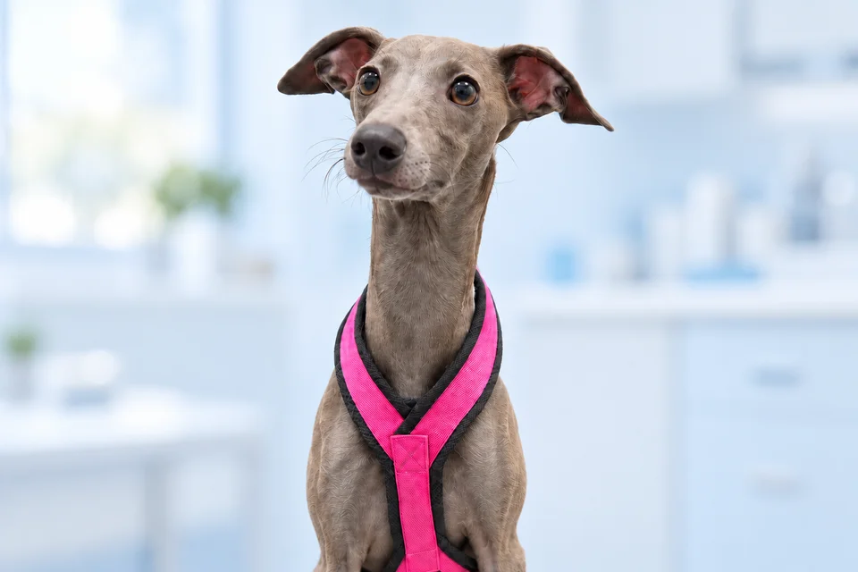 Cão de pelo cinzento com peitoral rosa, também presente na página da equipa